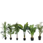 Greenium Weeping Fig Planter